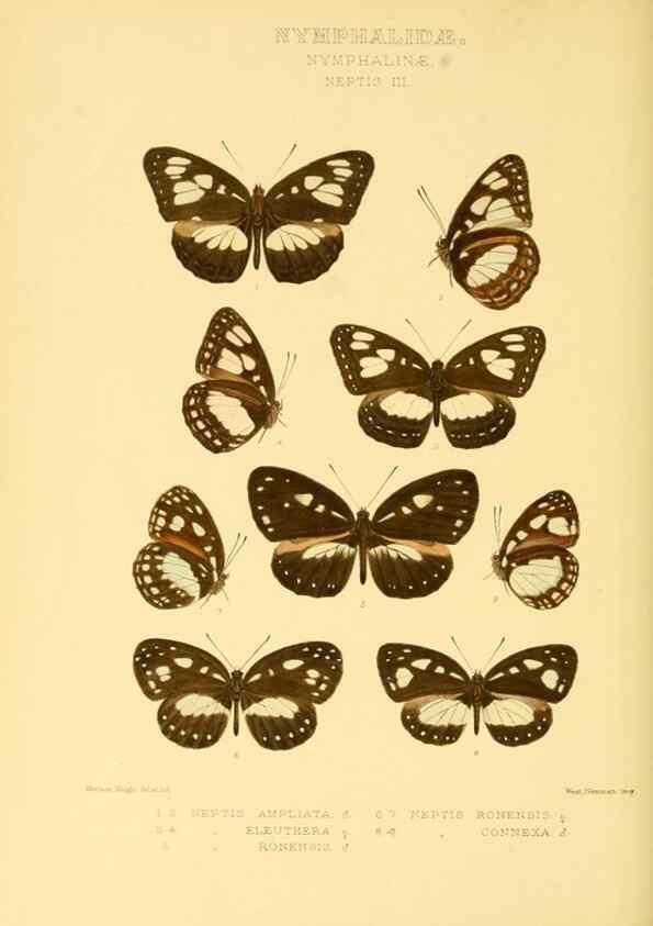Reproducción/Reproduction 48954634337: Rhopalocera exotica. London :Gurney & Jackson,1887-1902.. 