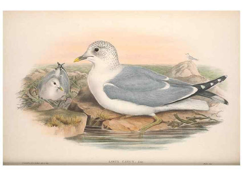 Reproducción/Reproduction 48915100741: The birds of Great Britain. London :Printed by Taylor and Francis, published by the author,1873.. 