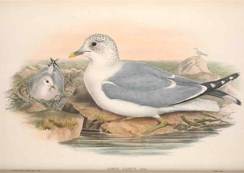 Reproducción/Reproduction 48915100741: The birds of Great Britain. London :Printed by Taylor and Francis, published by the author,1873.. 