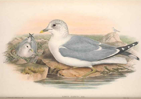 Reproducción/Reproduction 48915100741: The birds of Great Britain. London :Printed by Taylor and Francis, published by the author,1873.. 