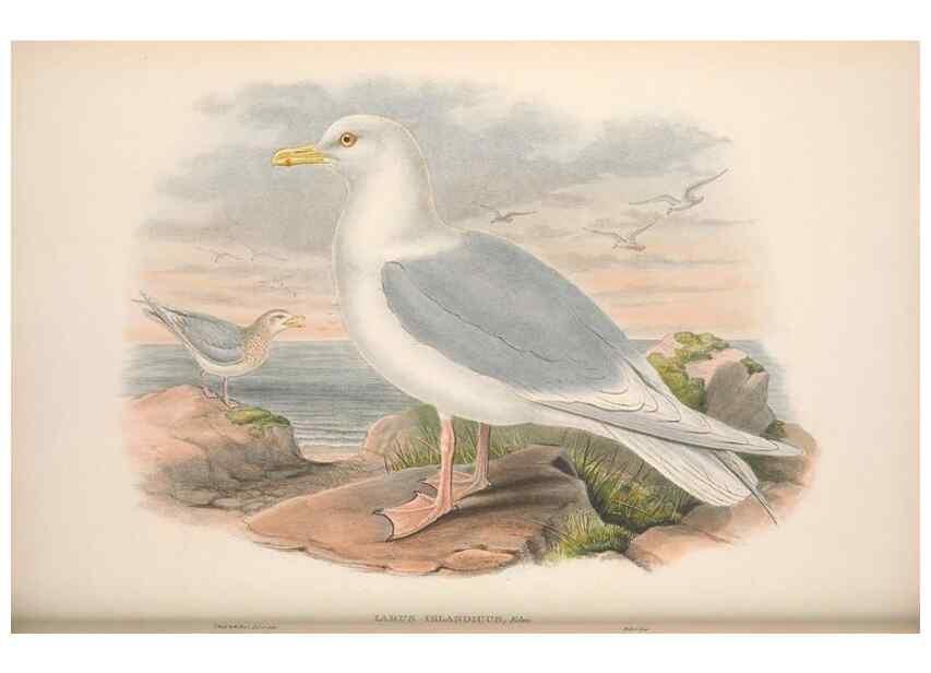 Reproducción/Reproduction 48915302802: The birds of Great Britain. London :Printed by Taylor and Francis, published by the author,1873.. 