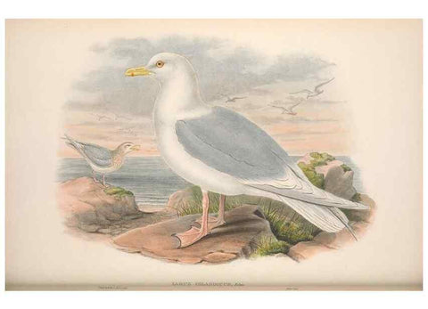 Reproducción/Reproduction 48915302802: The birds of Great Britain. London :Printed by Taylor and Francis, published by the author,1873.. 
