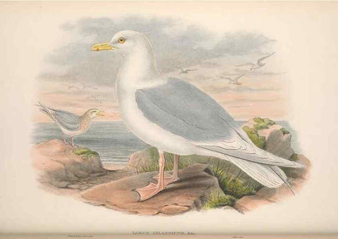 Reproducción/Reproduction 48915302802: The birds of Great Britain. London :Printed by Taylor and Francis, published by the author,1873.. 