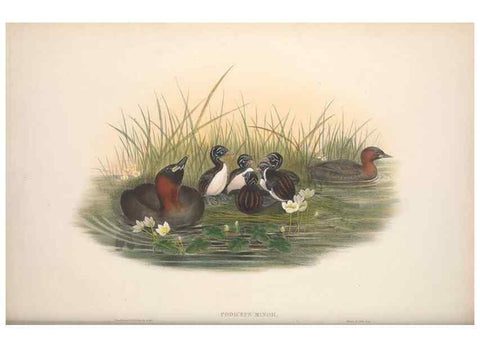 Reproducción/Reproduction 48915093236: The birds of Great Britain. London :Printed by Taylor and Francis, published by the author,1873.. 