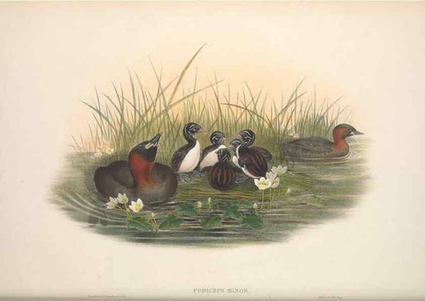 Reproducción/Reproduction 48915093236: The birds of Great Britain. London :Printed by Taylor and Francis, published by the author,1873.. 