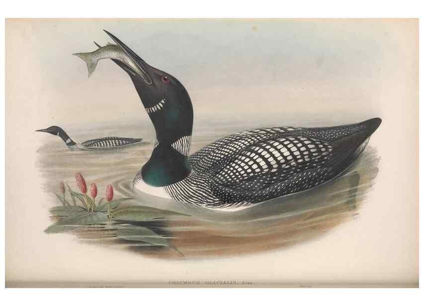 Reproducción/Reproduction 48915296787: The birds of Great Britain. London :Printed by Taylor and Francis, published by the author,1873.. 