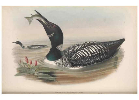 Reproducción/Reproduction 48915296787: The birds of Great Britain. London :Printed by Taylor and Francis, published by the author,1873.. 