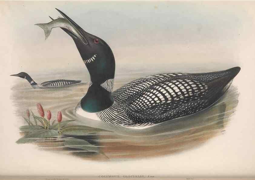 Reproducción/Reproduction 48915296787: The birds of Great Britain. London :Printed by Taylor and Francis, published by the author,1873.. 