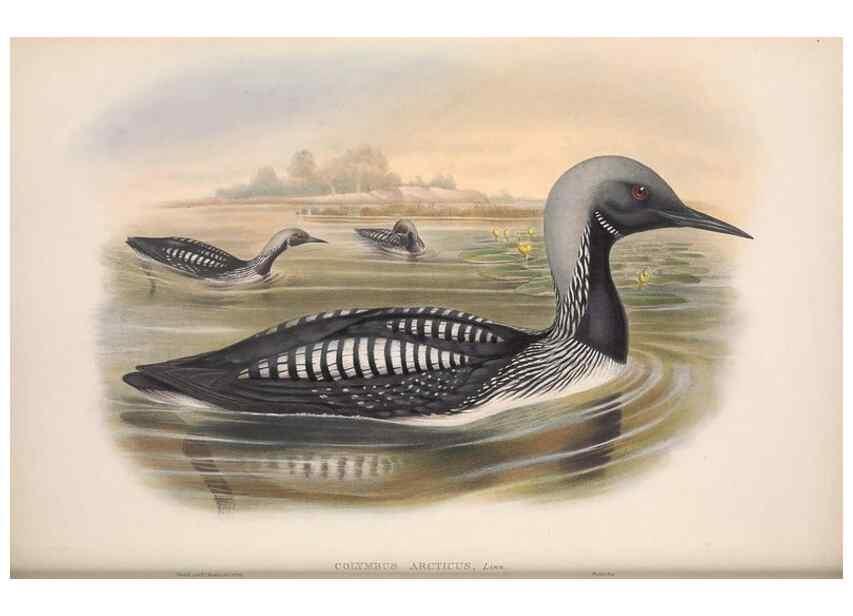Reproducción/Reproduction 48915094001: The birds of Great Britain. London :Printed by Taylor and Francis, published by the author,1873.. 