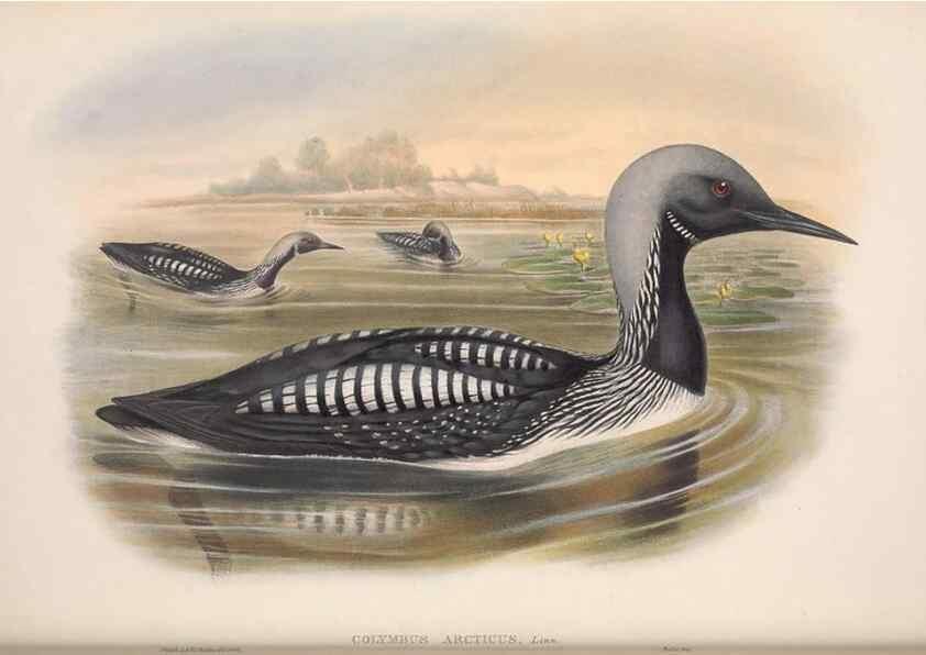 Reproducción/Reproduction 48915094001: The birds of Great Britain. London :Printed by Taylor and Francis, published by the author,1873.. 