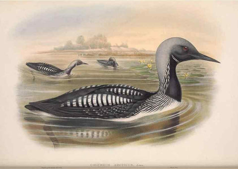 Reproducción/Reproduction 48915094001: The birds of Great Britain. London :Printed by Taylor and Francis, published by the author,1873.. 