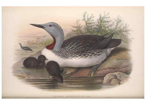 Reproducción/Reproduction 48915297437: The birds of Great Britain. London :Printed by Taylor and Francis, published by the author,1873.. 