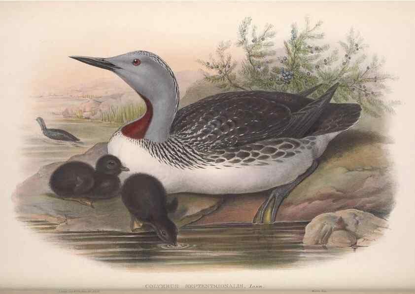 Reproducción/Reproduction 48915297437: The birds of Great Britain. London :Printed by Taylor and Francis, published by the author,1873.. 
