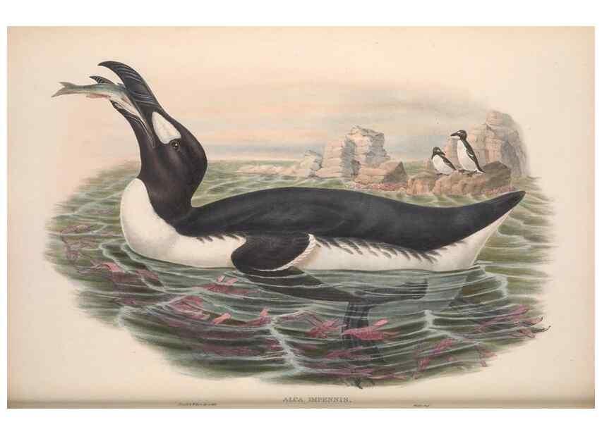 Reproducción/Reproduction 48915297787: The birds of Great Britain. London :Printed by Taylor and Francis, published by the author,1873.. 