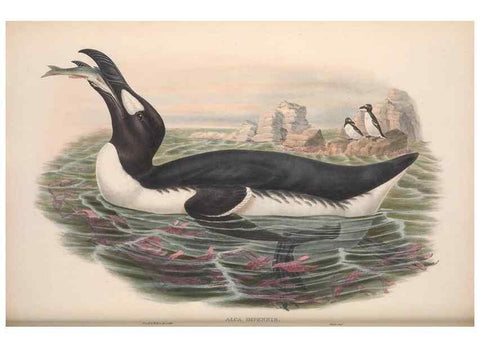 Reproducción/Reproduction 48915297787: The birds of Great Britain. London :Printed by Taylor and Francis, published by the author,1873.. 
