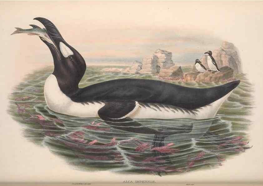 Reproducción/Reproduction 48915297787: The birds of Great Britain. London :Printed by Taylor and Francis, published by the author,1873.. 