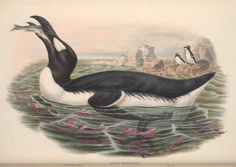 Reproducción/Reproduction 48915297787: The birds of Great Britain. London :Printed by Taylor and Francis, published by the author,1873.. 