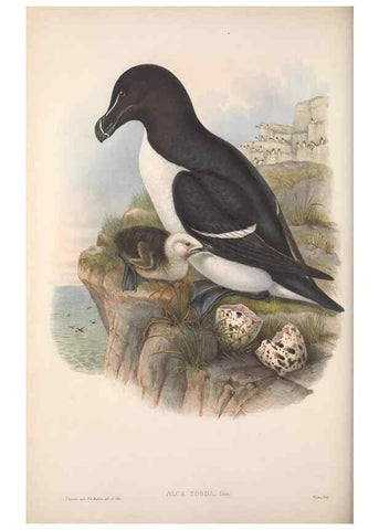 Reproducción/Reproduction 48914566198: The birds of Great Britain. London :Printed by Taylor and Francis, published by the author,1873.. 