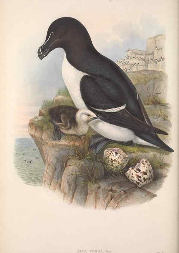 Reproducción/Reproduction 48914566198: The birds of Great Britain. London :Printed by Taylor and Francis, published by the author,1873.. 