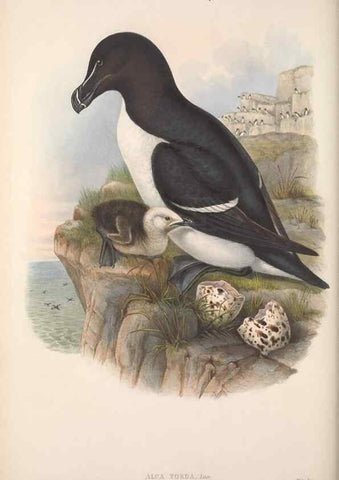 Reproducción/Reproduction 48914566198: The birds of Great Britain. London :Printed by Taylor and Francis, published by the author,1873.. 