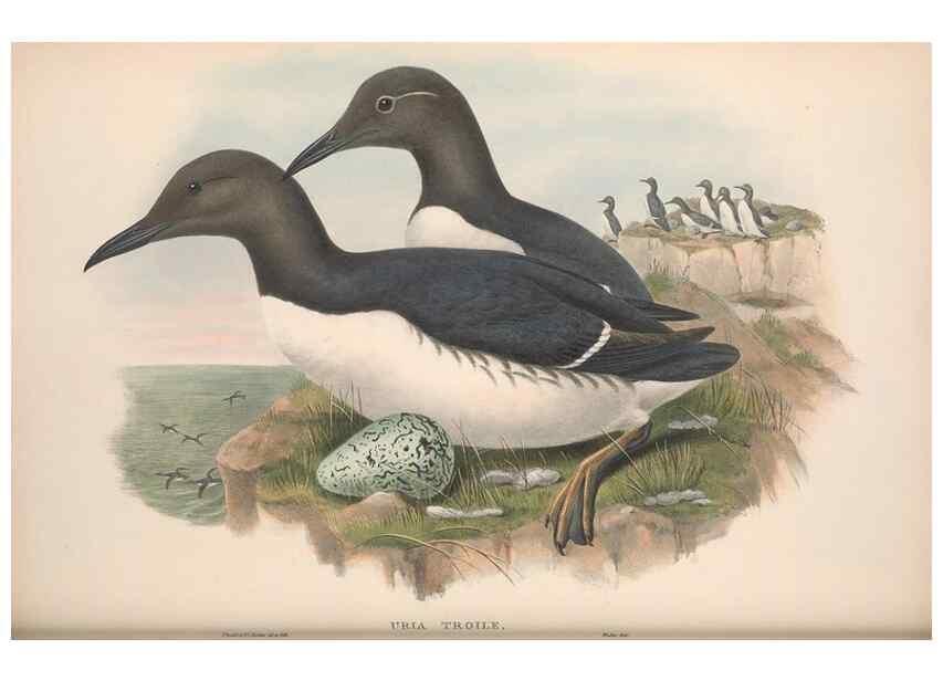 Reproducción/Reproduction 48915298522: The birds of Great Britain. London :Printed by Taylor and Francis, published by the author,1873.. 