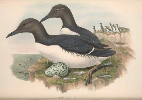 Reproducción/Reproduction 48915298522: The birds of Great Britain. London :Printed by Taylor and Francis, published by the author,1873.. 