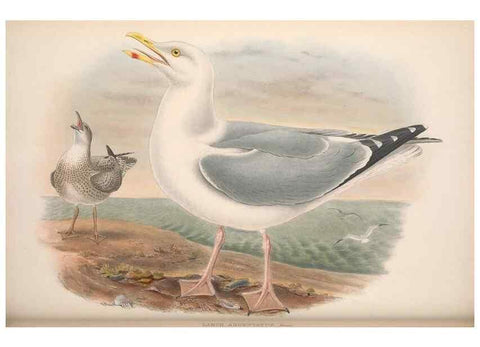Reproducción/Reproduction 48915100201: The birds of Great Britain. London :Printed by Taylor and Francis, published by the author,1873.. 