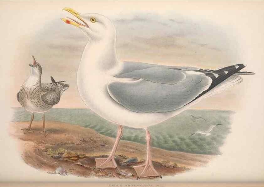 Reproducción/Reproduction 48915100201: The birds of Great Britain. London :Printed by Taylor and Francis, published by the author,1873.. 