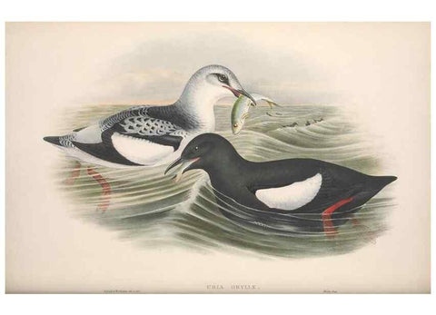 Reproducción/Reproduction 48914566918: The birds of Great Britain. London :Printed by Taylor and Francis, published by the author,1873.. 