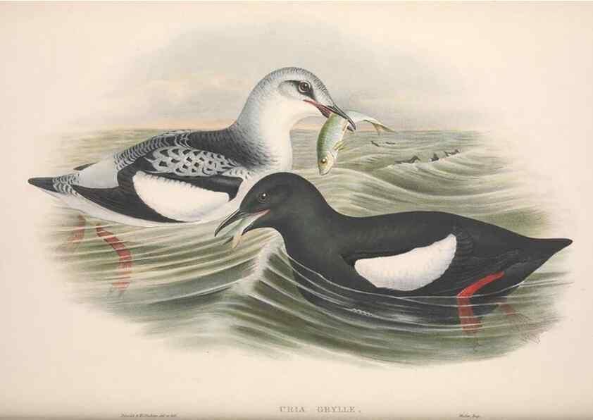 Reproducción/Reproduction 48914566918: The birds of Great Britain. London :Printed by Taylor and Francis, published by the author,1873.. 