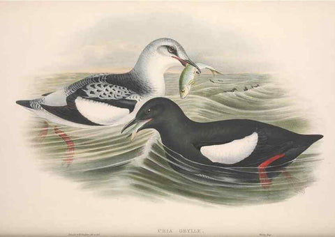 Reproducción/Reproduction 48914566918: The birds of Great Britain. London :Printed by Taylor and Francis, published by the author,1873.. 