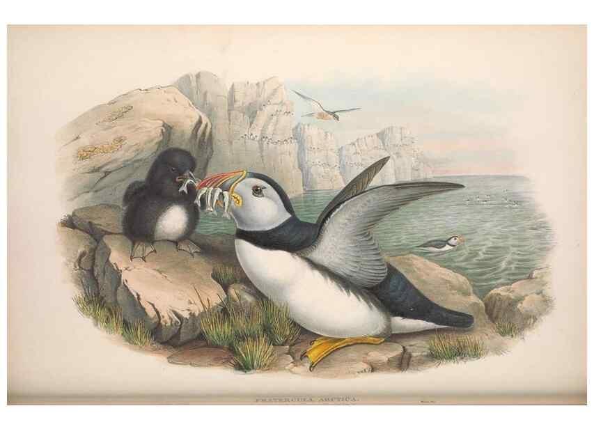 Reproducción/Reproduction 48914567683: The birds of Great Britain. London :Printed by Taylor and Francis, published by the author,1873.. 