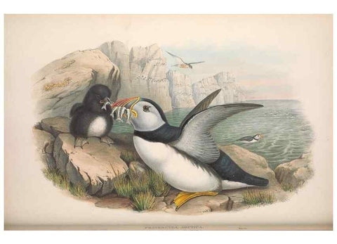 Reproducción/Reproduction 48914567683: The birds of Great Britain. London :Printed by Taylor and Francis, published by the author,1873.. 