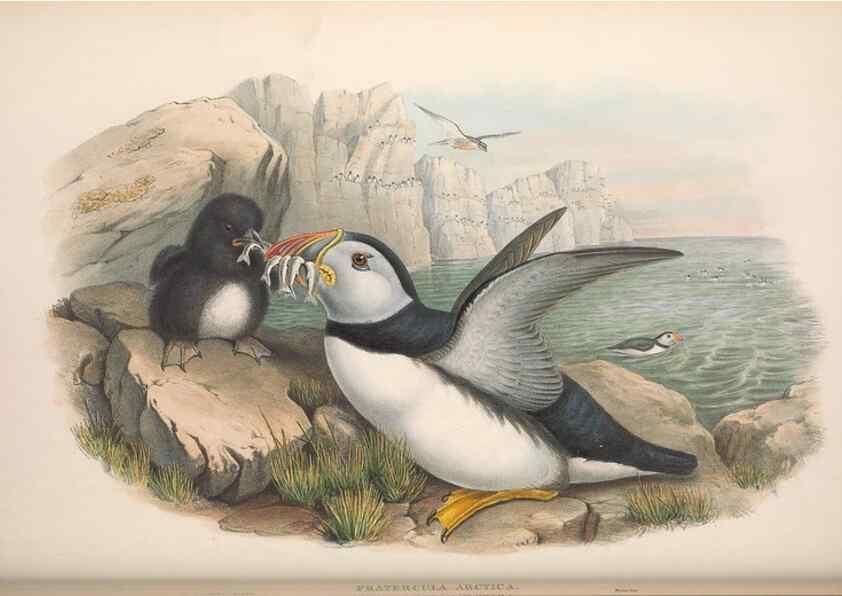 Reproducción/Reproduction 48914567683: The birds of Great Britain. London :Printed by Taylor and Francis, published by the author,1873.. 