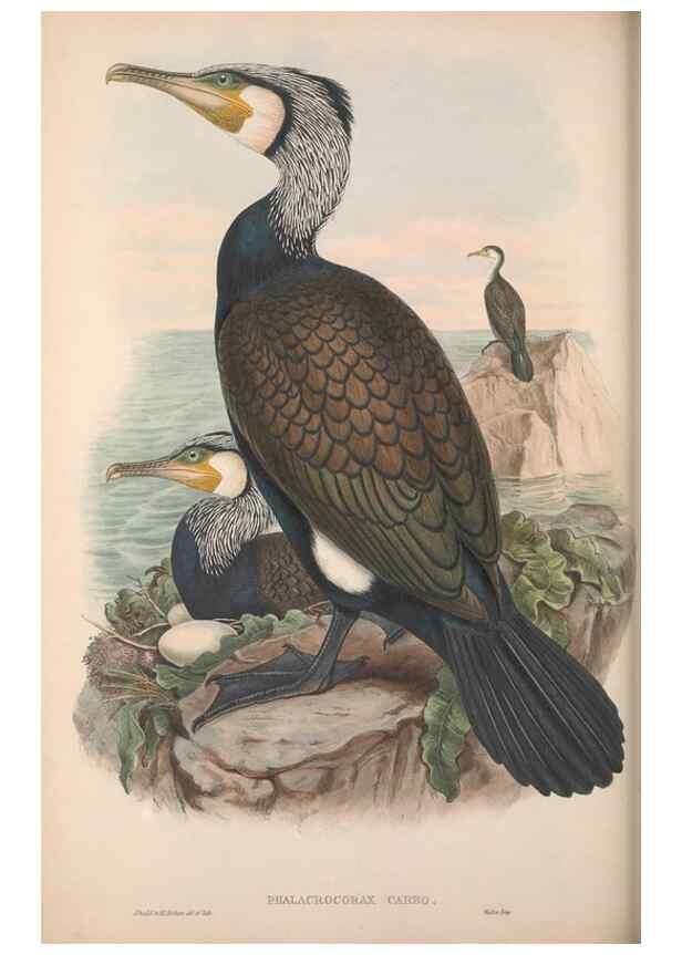 Reproducción/Reproduction 48915299962: The birds of Great Britain. London :Printed by Taylor and Francis, published by the author,1873.. 