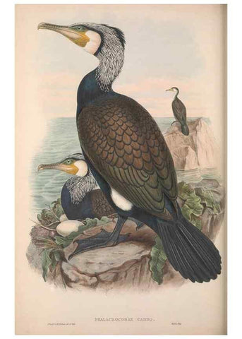 Reproducción/Reproduction 48915299962: The birds of Great Britain. London :Printed by Taylor and Francis, published by the author,1873.. 
