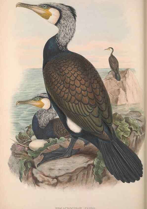 Reproducción/Reproduction 48915299962: The birds of Great Britain. London :Printed by Taylor and Francis, published by the author,1873.. 
