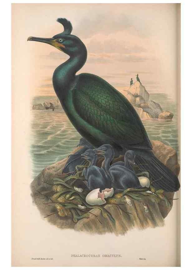 Reproducción/Reproduction 48915300397: The birds of Great Britain. London :Printed by Taylor and Francis, published by the author,1873.. 