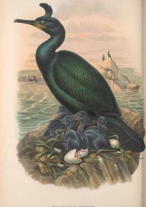 Reproducción/Reproduction 48915300397: The birds of Great Britain. London :Printed by Taylor and Francis, published by the author,1873.. 