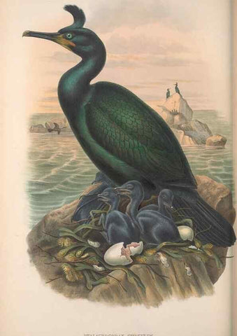 Reproducción/Reproduction 48915300397: The birds of Great Britain. London :Printed by Taylor and Francis, published by the author,1873.. 