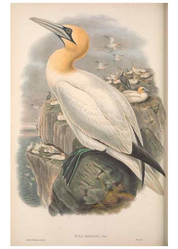 Reproducción/Reproduction 48915300837: The birds of Great Britain. London :Printed by Taylor and Francis, published by the author,1873.. 