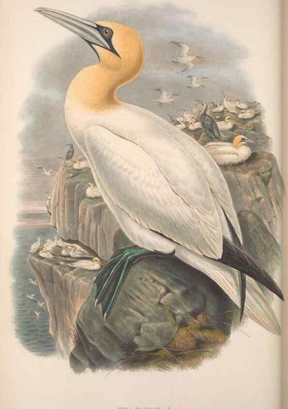 Reproducción/Reproduction 48915300837: The birds of Great Britain. London :Printed by Taylor and Francis, published by the author,1873.. 