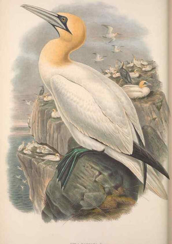 Reproducción/Reproduction 48915300837: The birds of Great Britain. London :Printed by Taylor and Francis, published by the author,1873.. 
