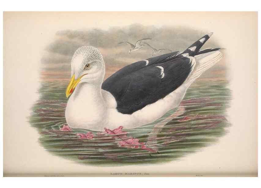 Reproducción/Reproduction 48915301567: The birds of Great Britain. London :Printed by Taylor and Francis, published by the author,1873.. 