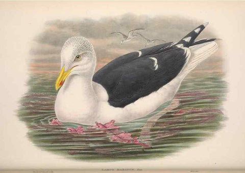 Reproducción/Reproduction 48915301567: The birds of Great Britain. London :Printed by Taylor and Francis, published by the author,1873.. 
