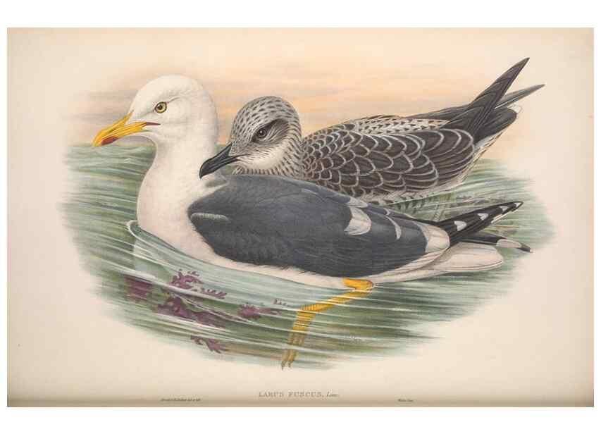Reproducción/Reproduction 48914570098: The birds of Great Britain. London :Printed by Taylor and Francis, published by the author,1873.. 