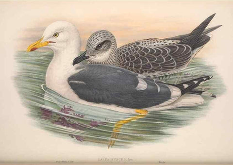 Reproducción/Reproduction 48914570098: The birds of Great Britain. London :Printed by Taylor and Francis, published by the author,1873.. 