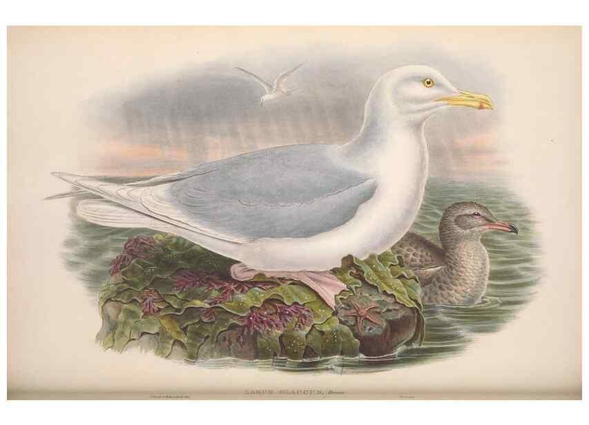 Reproducción/Reproduction 48914570478: The birds of Great Britain. London :Printed by Taylor and Francis, published by the author,1873.. 