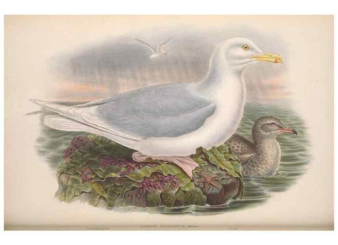 Reproducción/Reproduction 48914570478: The birds of Great Britain. London :Printed by Taylor and Francis, published by the author,1873.. 