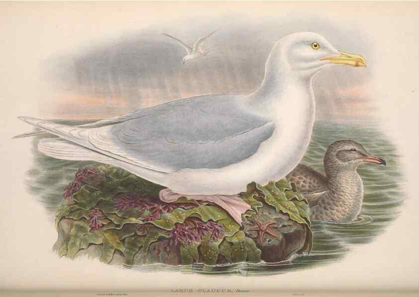 Reproducción/Reproduction 48914570478: The birds of Great Britain. London :Printed by Taylor and Francis, published by the author,1873.. 